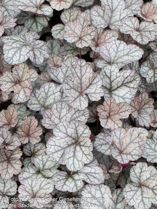 Kleinblütiges Silberglöckchen 'Silver Scrolls' (Heuchera micrantha)