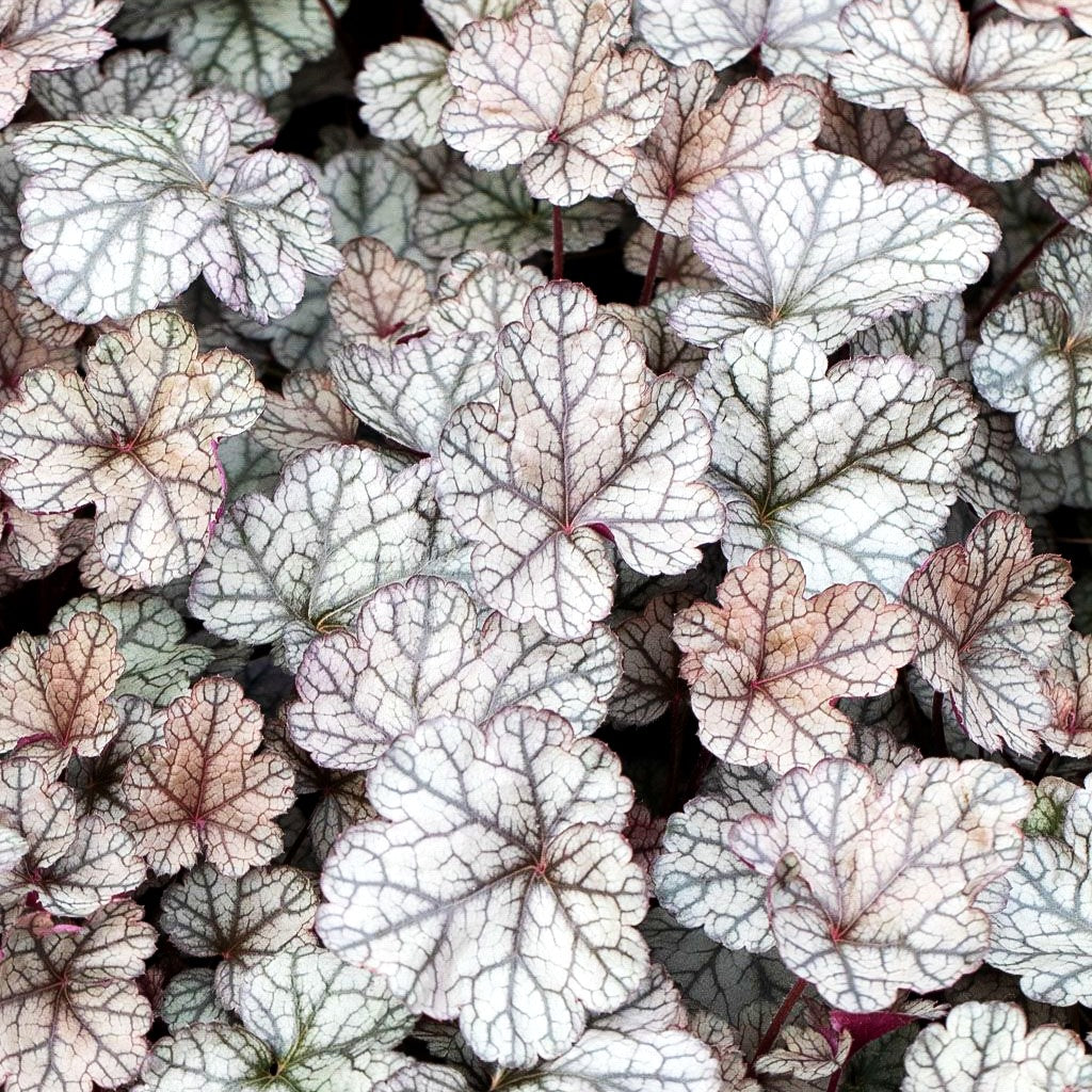 Kleinblütiges Silberglöckchen 'Silver Scrolls' (Heuchera micrantha)