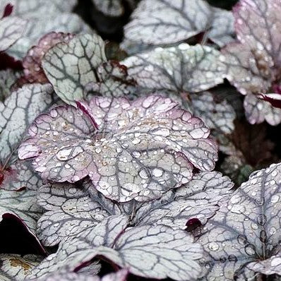 Kleinblütiges Silberglöckchen 'Silver Scrolls' (Heuchera micrantha)