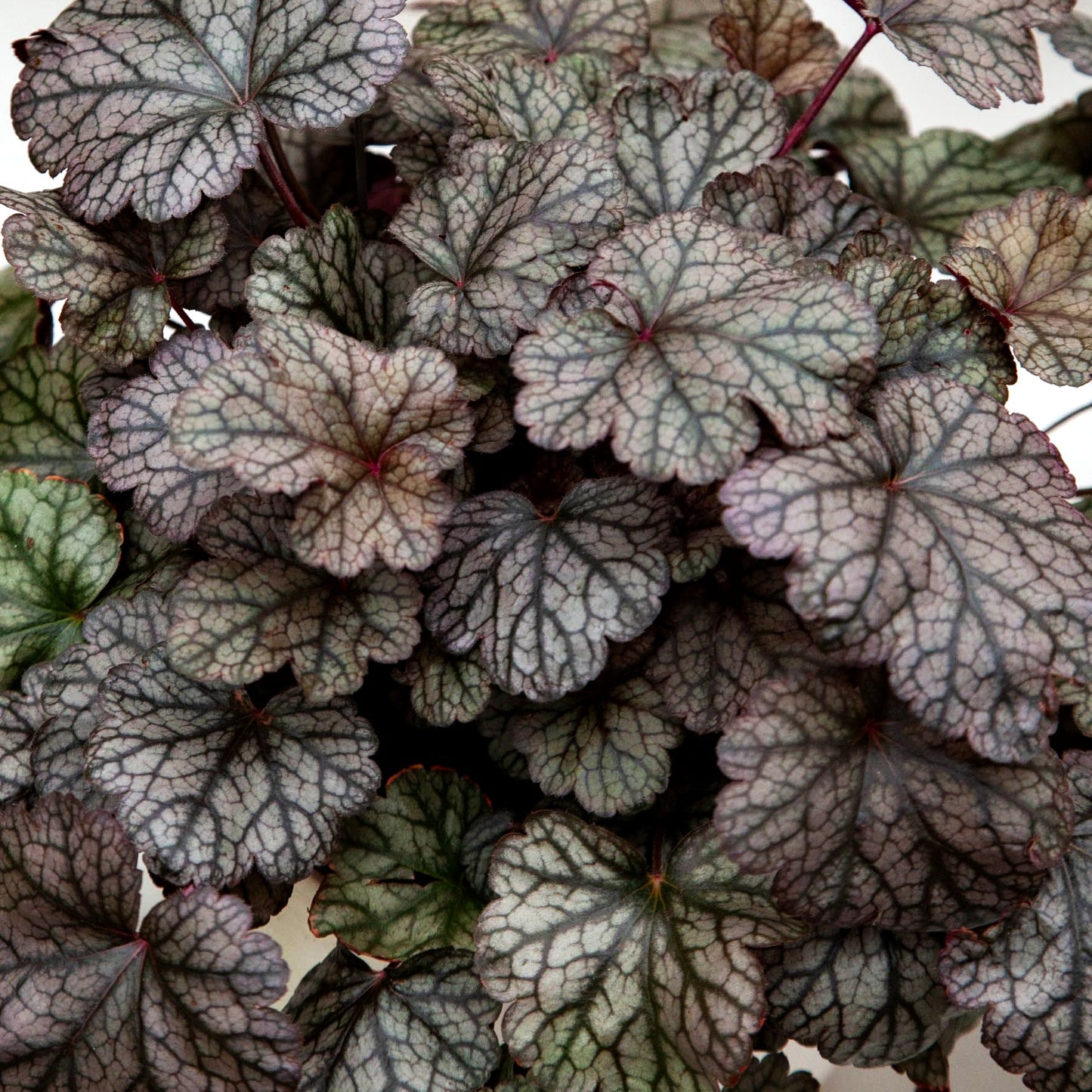 Kleinblütiges Silberglöckchen 'Silver Scrolls' (Heuchera micrantha)