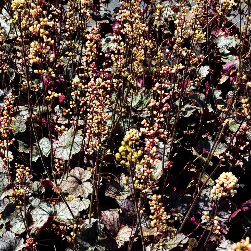 Kleinblütiges Silberglöckchen 'Silver Scrolls' (Heuchera micrantha)