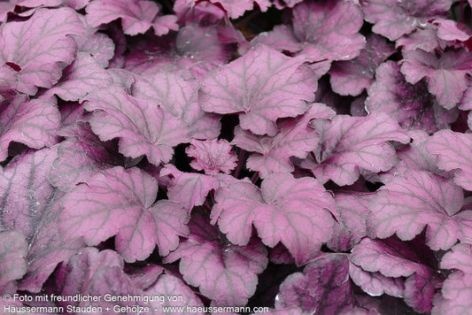 Kleinblütiges Silberglöckchen 'Wild Rose' (Heuchera micrantha)