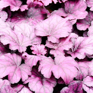Kleinblütiges Silberglöckchen 'Wild Rose' (Heuchera micrantha)