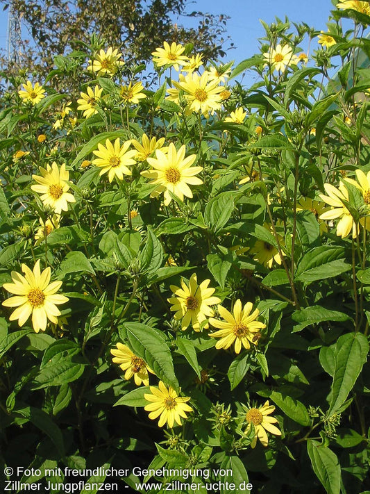 Kleinblumige Sonnenblume 'Lemon Queen' (Helianthus microcephalus)