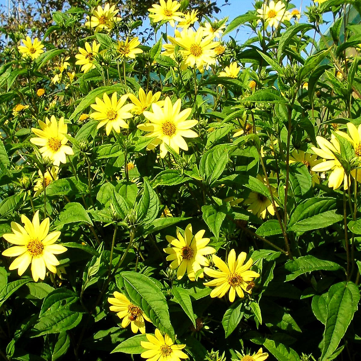Kleinblumige Sonnenblume 'Lemon Queen' (Helianthus microcephalus)