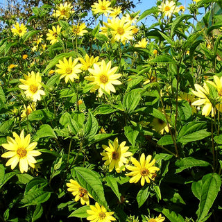 Kleinblumige Sonnenblume 'Lemon Queen' (Helianthus microcephalus)