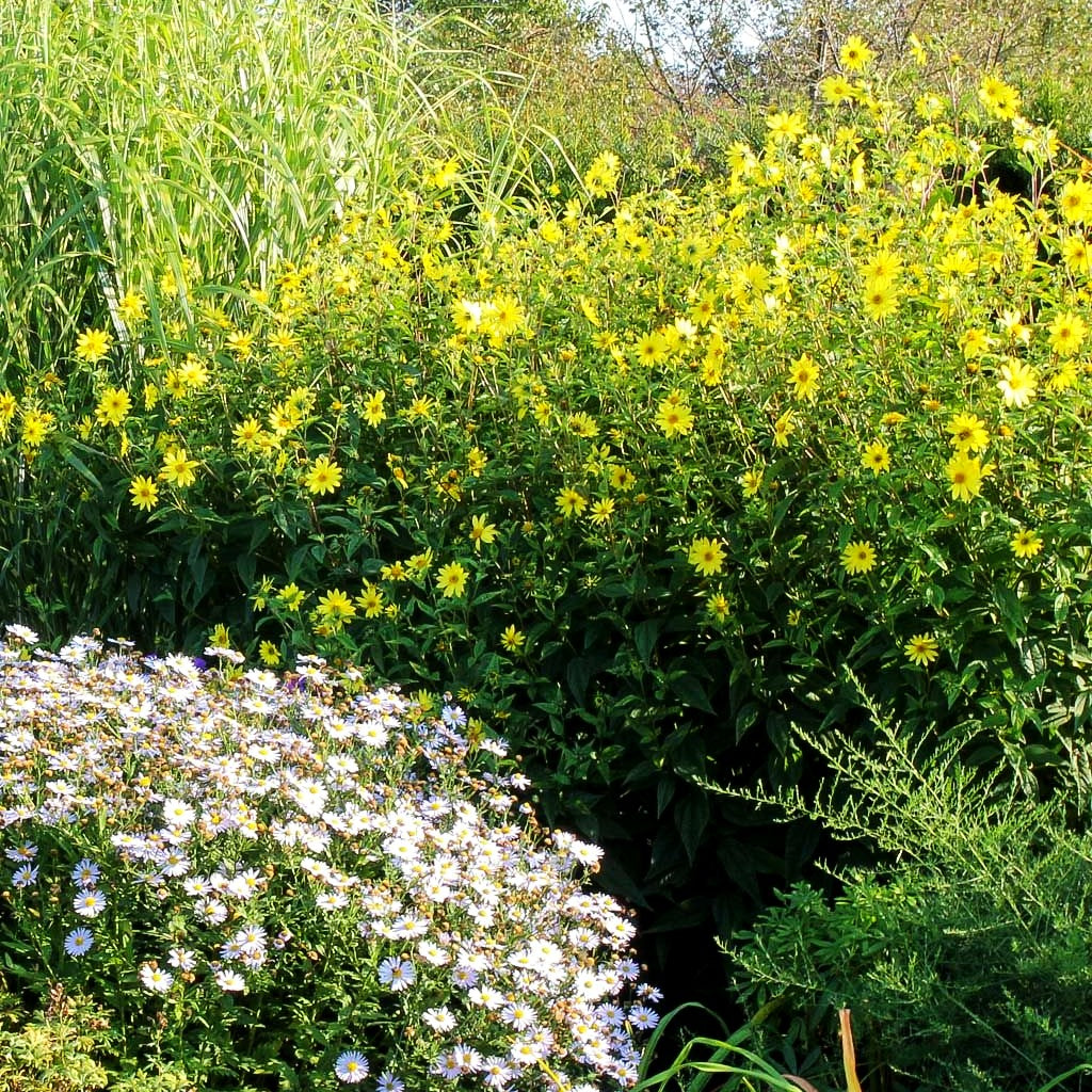 Kleinblumige Sonnenblume 'Lemon Queen' (Helianthus microcephalus)
