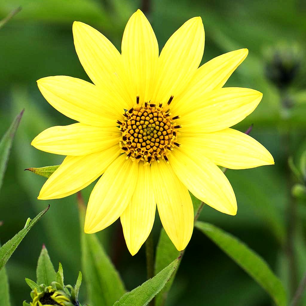 Kleinblumige Sonnenblume 'Lemon Queen' (Helianthus microcephalus)