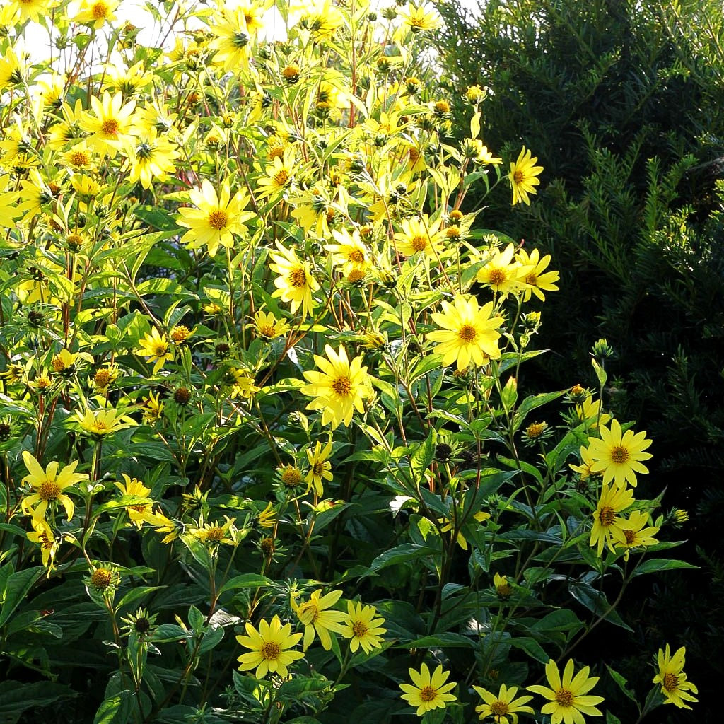 Kleinblumige Sonnenblume 'Lemon Queen' (Helianthus microcephalus)