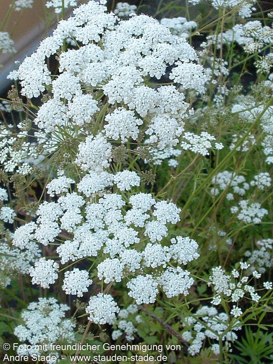 Kleine Bibernelle (Pimpinella saxifraga)