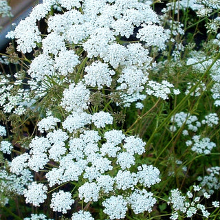 Kleine Bibernelle (Pimpinella saxifraga)