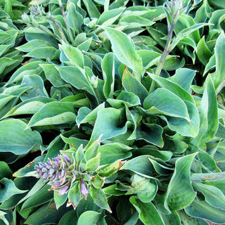 Kleine Blaublatt-Funkie 'Blue Cadet' (Hosta tokudama)