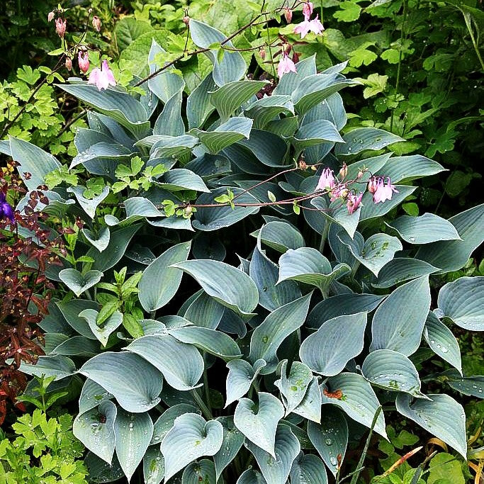 Kleine Blaublatt-Funkie 'Blue Cadet' (Hosta tokudama)