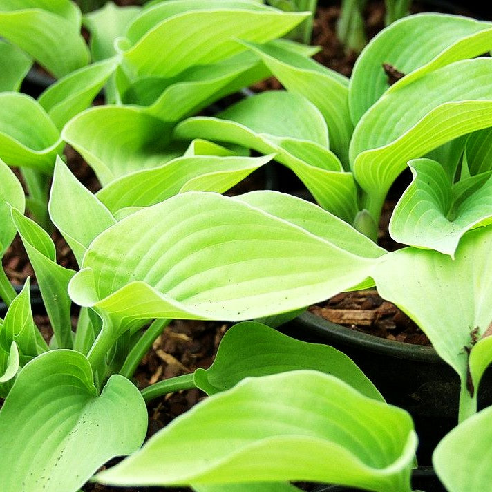 Kleine Blaublatt-Funkie 'Blue Cadet' (Hosta tokudama)