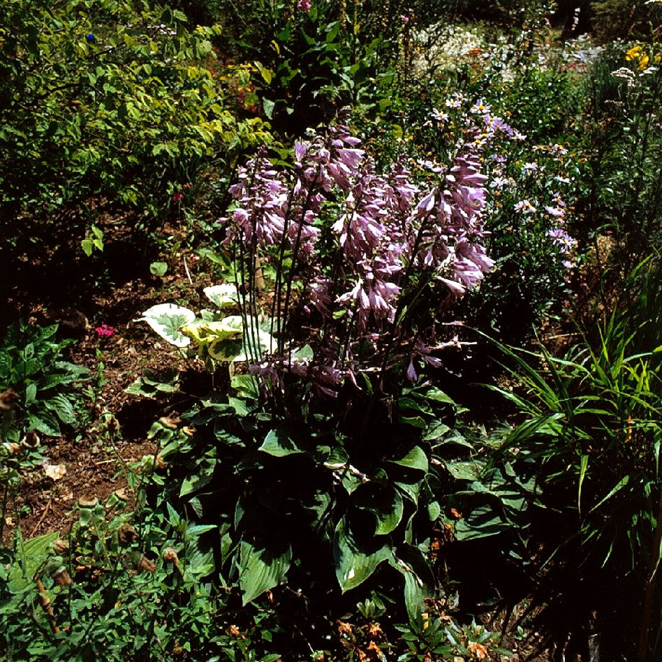 Kleine Blaublatt-Funkie 'Blue Cadet' (Hosta tokudama)