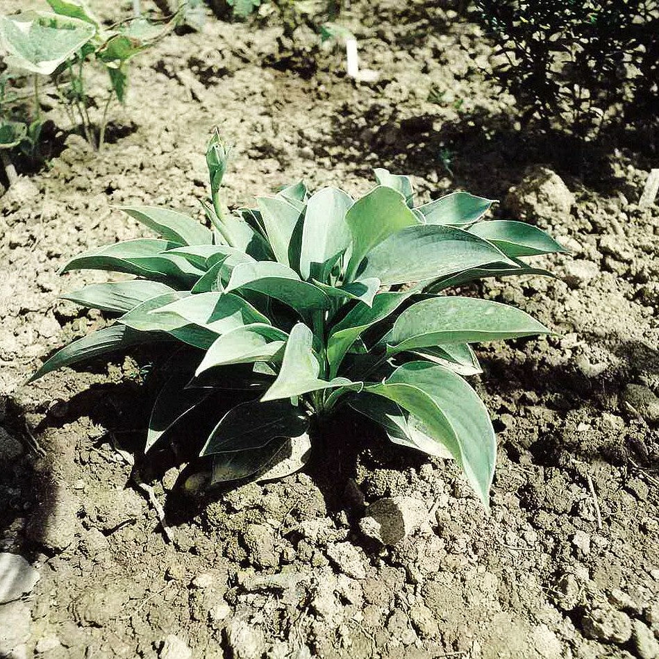 Kleine Blaublatt-Funkie 'Blue Cadet' (Hosta tokudama)
