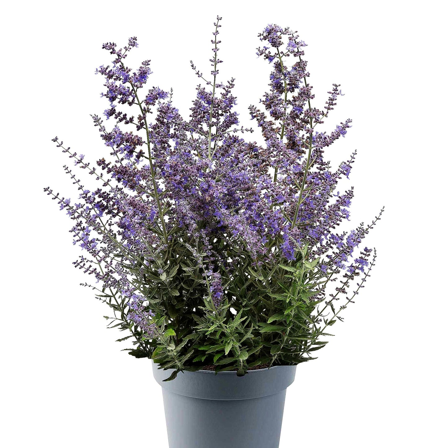 Kleine Blauraute 'Bluesette' (Perovskia atriplicifolia)