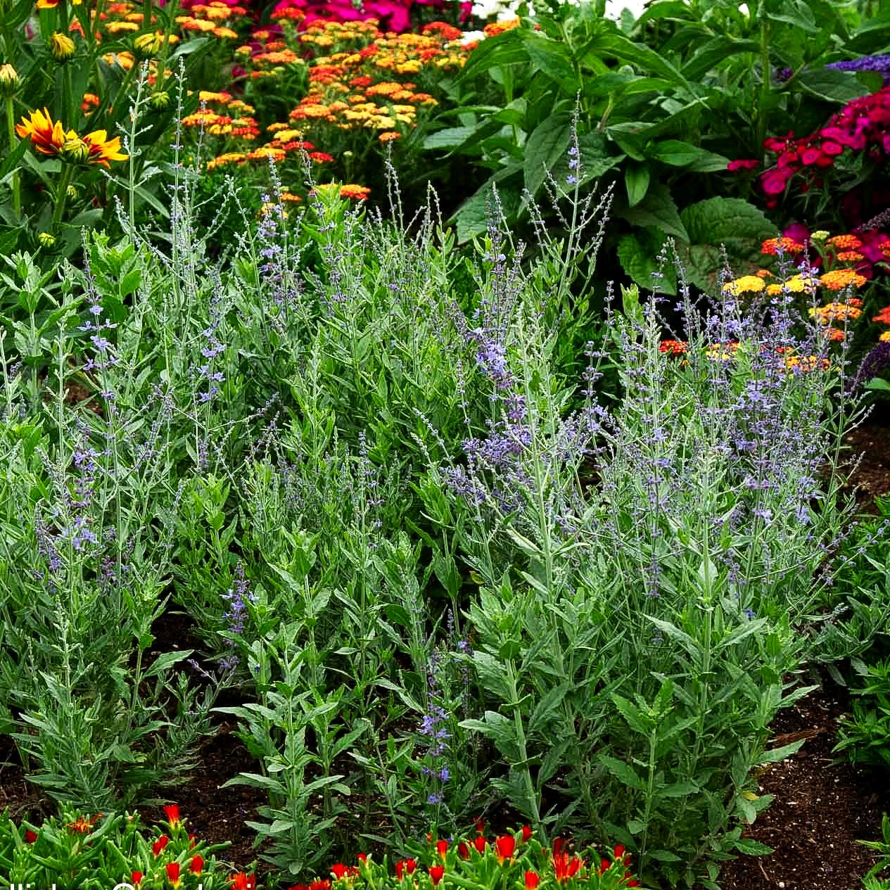 Kleine Blauraute 'Bluesette' (Perovskia atriplicifolia)