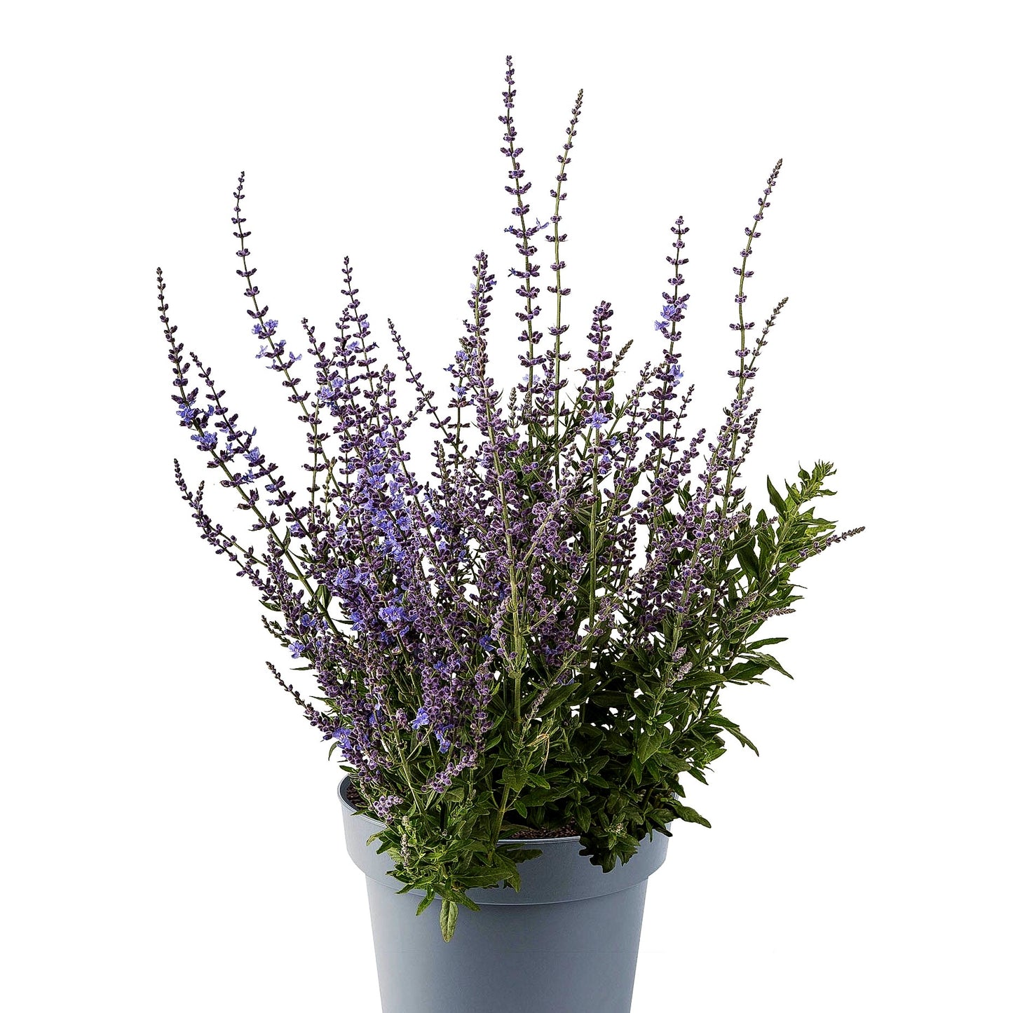 Kleine Blauraute 'Bluesette' (Perovskia atriplicifolia)