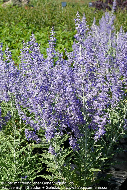 Kleine Blauraute 'Lacey Blue' (Perovskia atriplicifolia)
