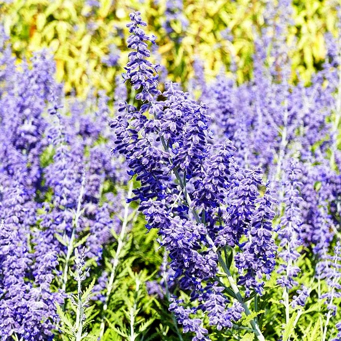 Blauraute 'Lacey Blue' – Perovskia Atriplicifolia – Kompakte Staude Mit Violettblauen Blütenähren, Silbrigem Laub, Winterhart – Ideal Für Steingarten & Beet Blauraute 'Lacey Blue' – Perovskia Atriplicifolia – Kompakte Staude Mit Violettblauen Blütenähren, Silbrigem Laub, Winterhart – Ideal Für Steingarten & Beet