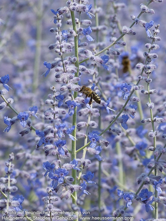 Kleine Blauraute 'Little Spire' (Perovskia atriplicifolia)