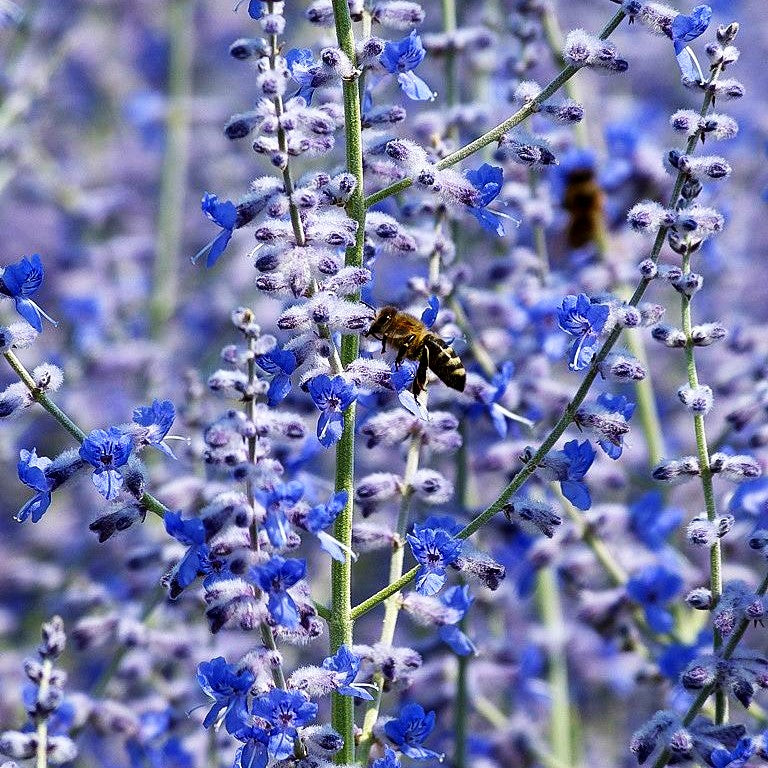Kleine Blauraute 'Little Spire' (Perovskia atriplicifolia)