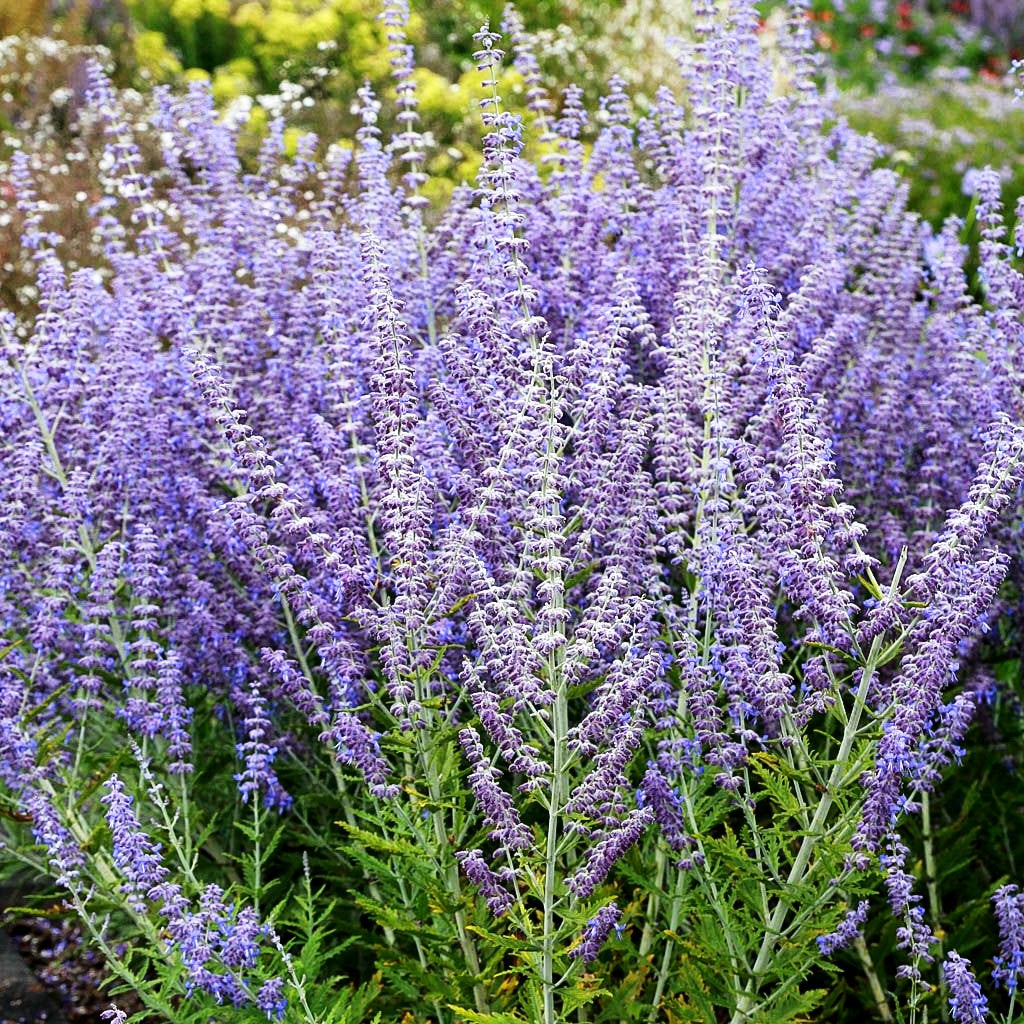 Kleine Blauraute 'Little Spire' (Perovskia atriplicifolia)