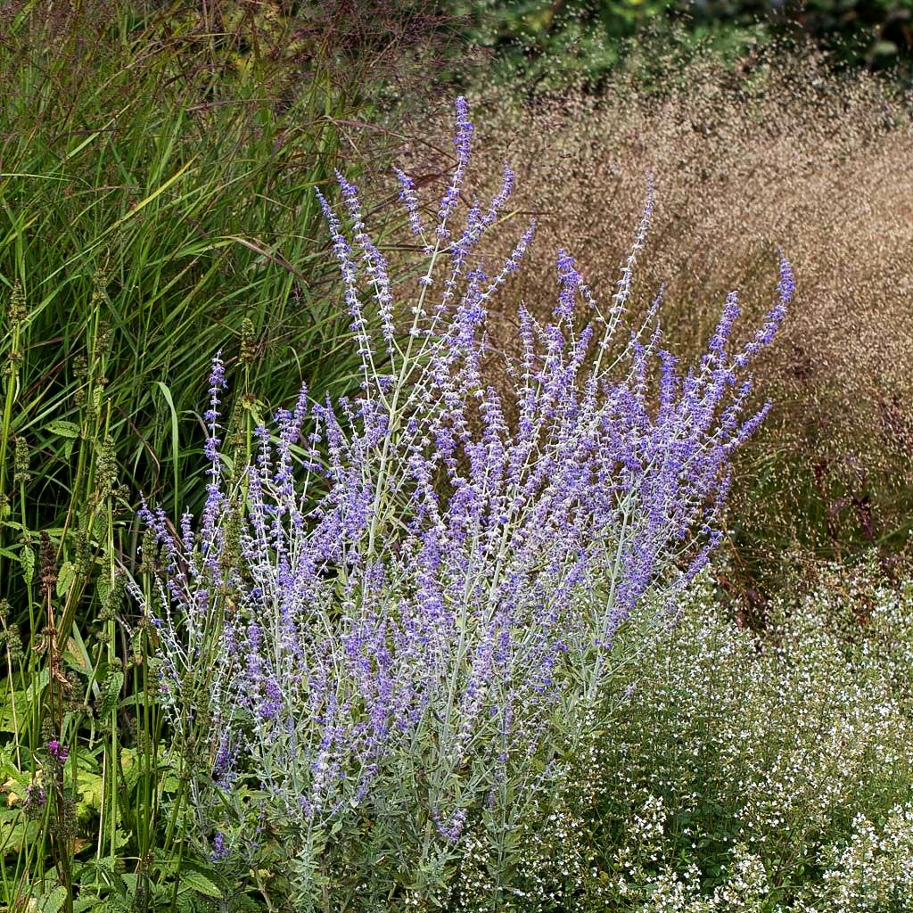 Kleine Blauraute 'Little Spire' (Perovskia atriplicifolia)