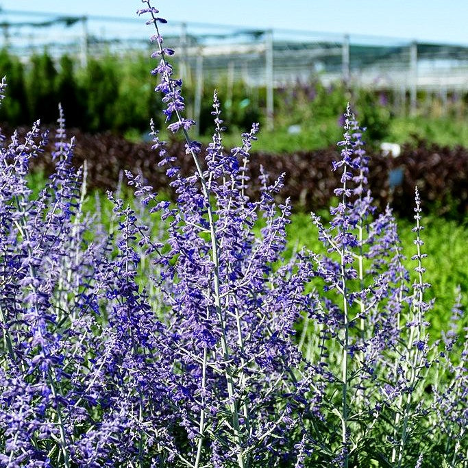 Kleine Blauraute 'Little Spire' (Perovskia atriplicifolia)