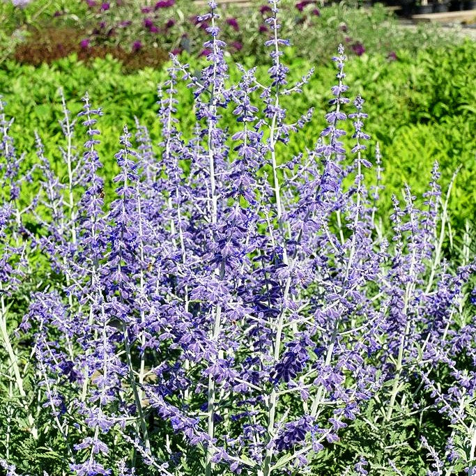 Kleine Blauraute 'Little Spire' (Perovskia atriplicifolia)