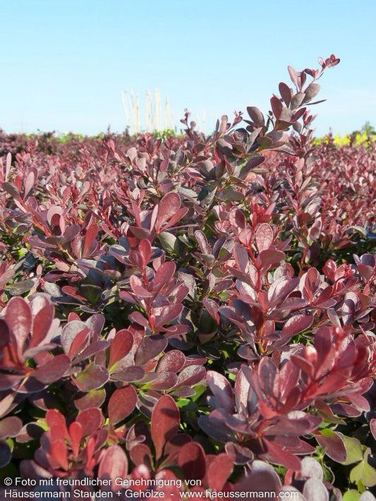 Kleine Blut-Berberitze 'Atropurpurea Nana' (Berberis thunbergii)
