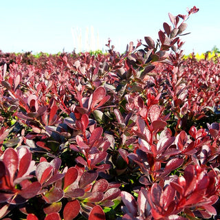 Kleine Blut-Berberitze 'Atropurpurea Nana' (Berberis thunbergii)