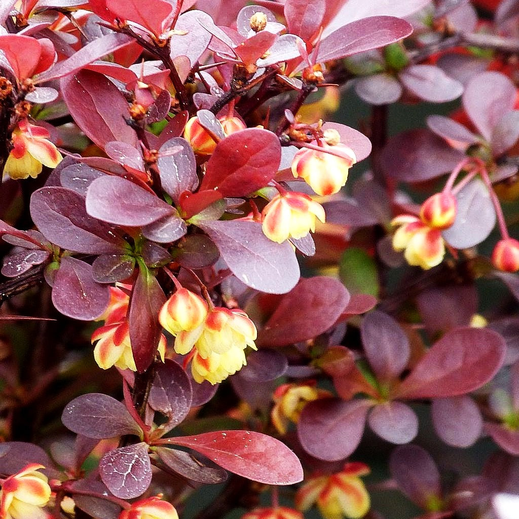 Kleine Blut-Berberitze 'Atropurpurea Nana' (Berberis thunbergii)
