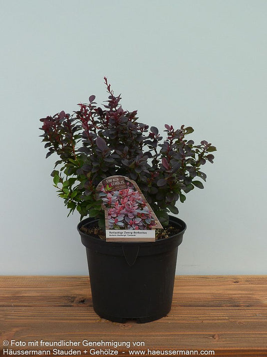 Kleine Blut-Berberitze 'Concorde' (Berberis thunbergii)