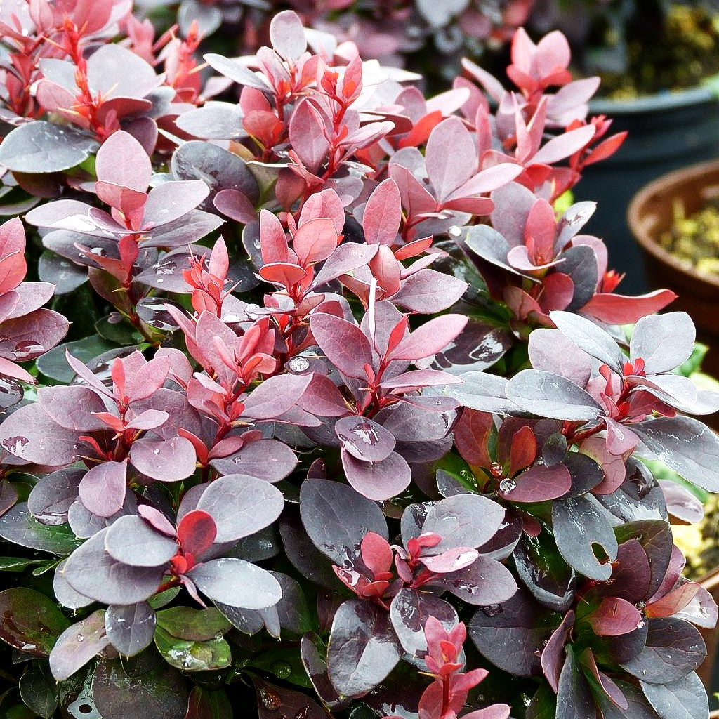 Kleine Blut-Berberitze 'Concorde' (Berberis thunbergii)