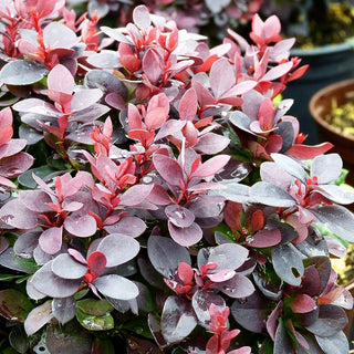 Kleine Blut-Berberitze 'Concorde' (Berberis thunbergii)