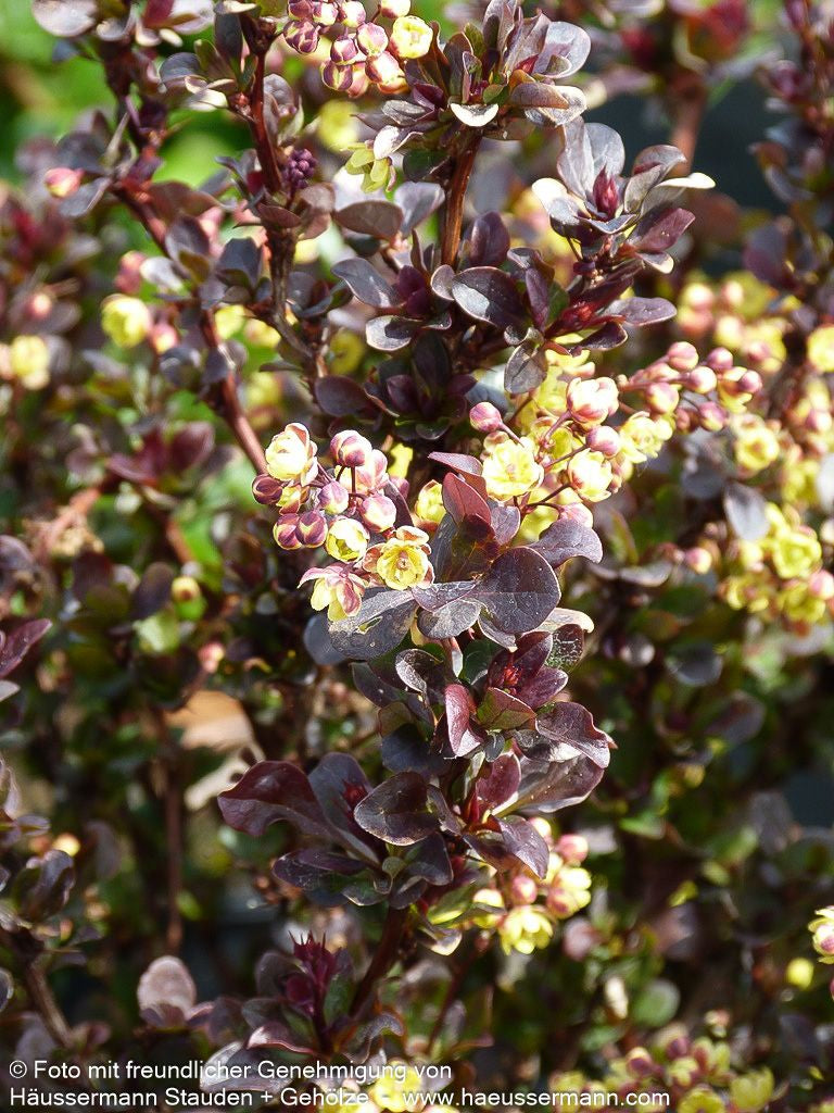 Kleine Blut-Berberitze 'Concorde' (Berberis thunbergii)