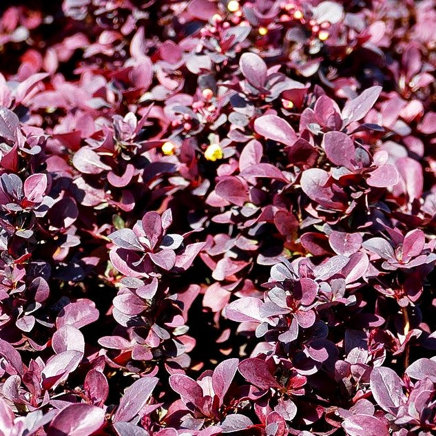 Kleine Blut-Berberitze 'Concorde' (Berberis thunbergii)