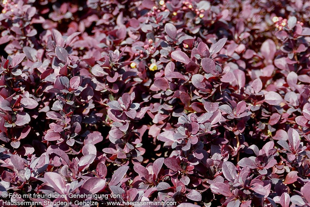 Kleine Blut-Berberitze 'Concorde' (Berberis thunbergii)
