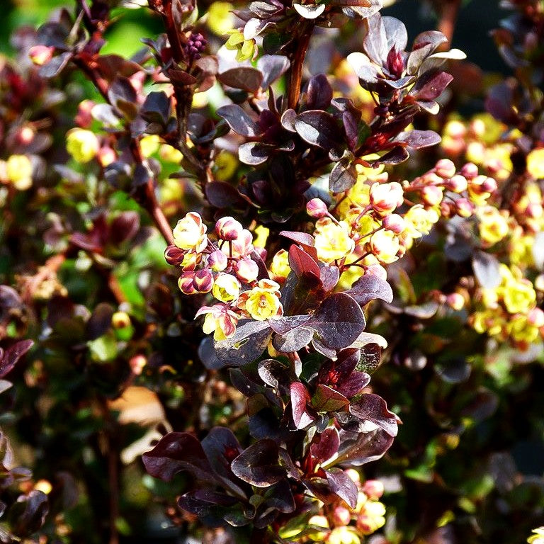 Kleine Blut-Berberitze 'Concorde' (Berberis thunbergii)