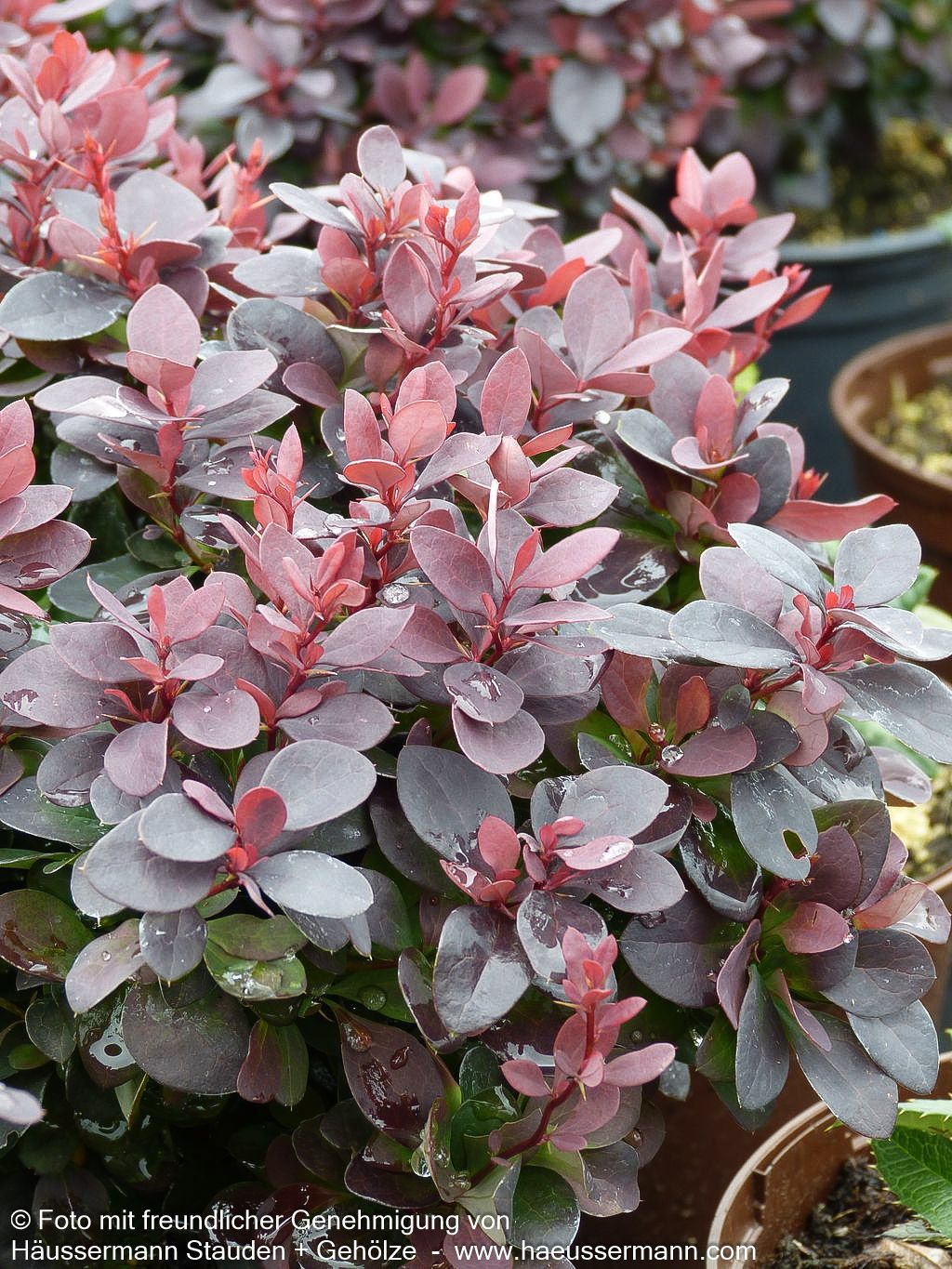 Kleine Blut-Berberitze 'Concorde' (Berberis thunbergii)