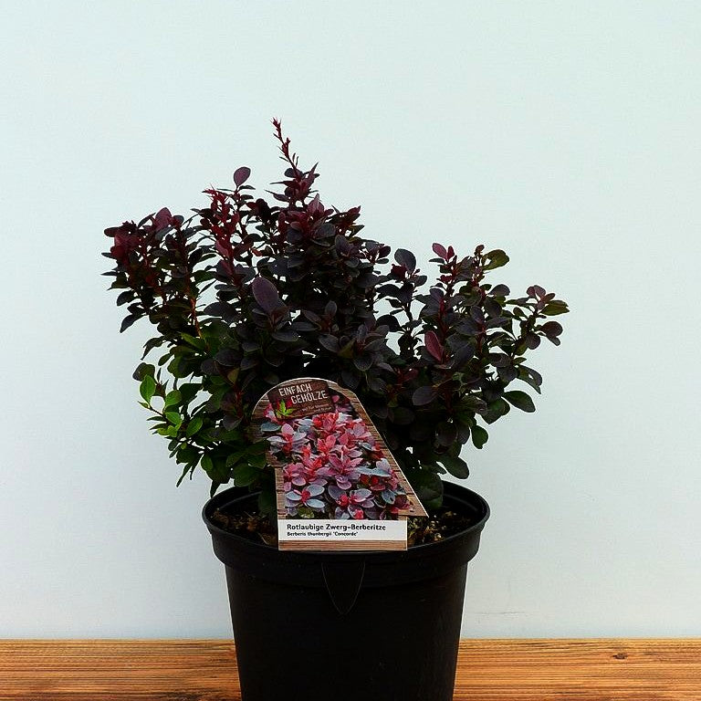 Kleine Blut-Berberitze 'Concorde' (Berberis thunbergii)