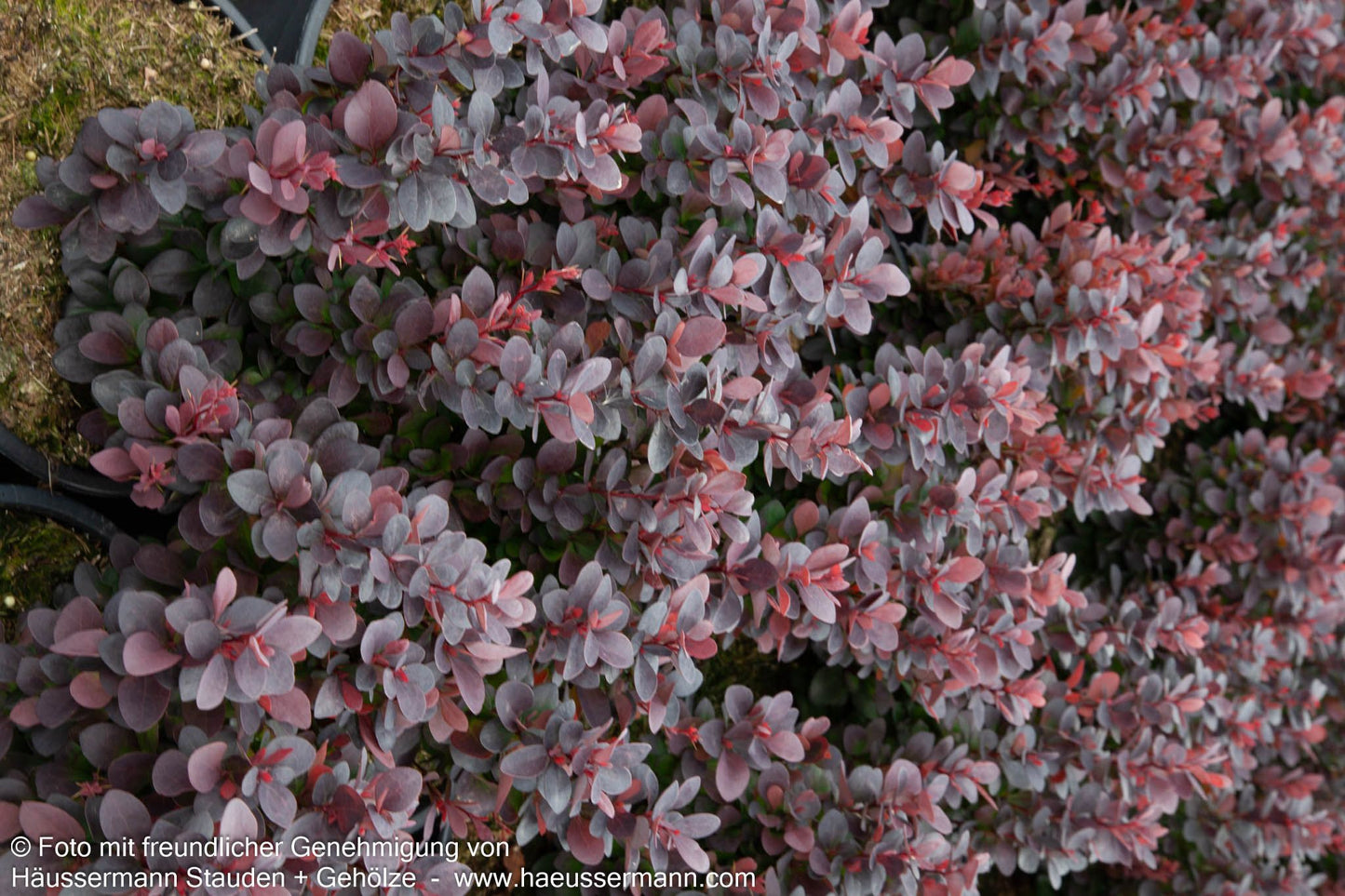 Kleine Blut-Berberitze 'Concorde' (Berberis thunbergii)