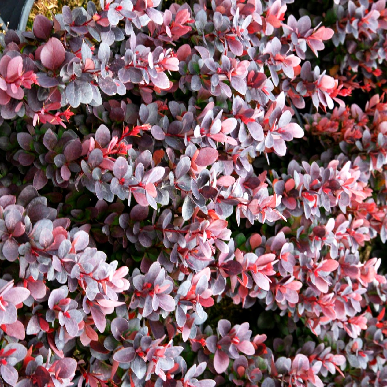Kleine Blut-Berberitze 'Concorde' (Berberis thunbergii)