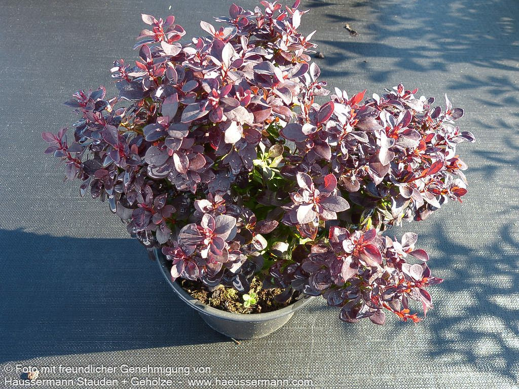 Kleine Blut-Berberitze 'Concorde' (Berberis thunbergii)