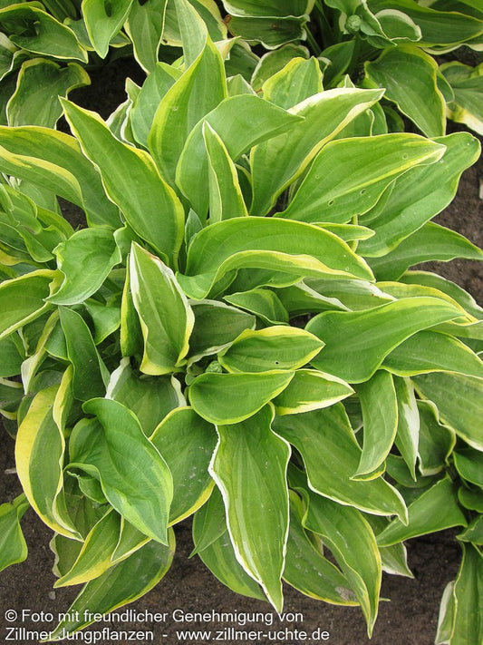 Kleine Gelbrand-Funkie 'Golden Tiara' (Hosta nakaiana)