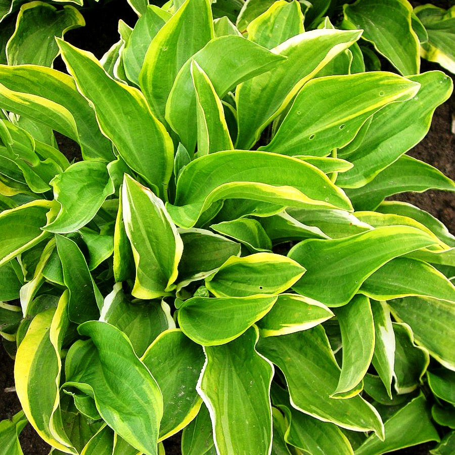 Kleine Gelbrand-Funkie 'Golden Tiara' (Hosta nakaiana)