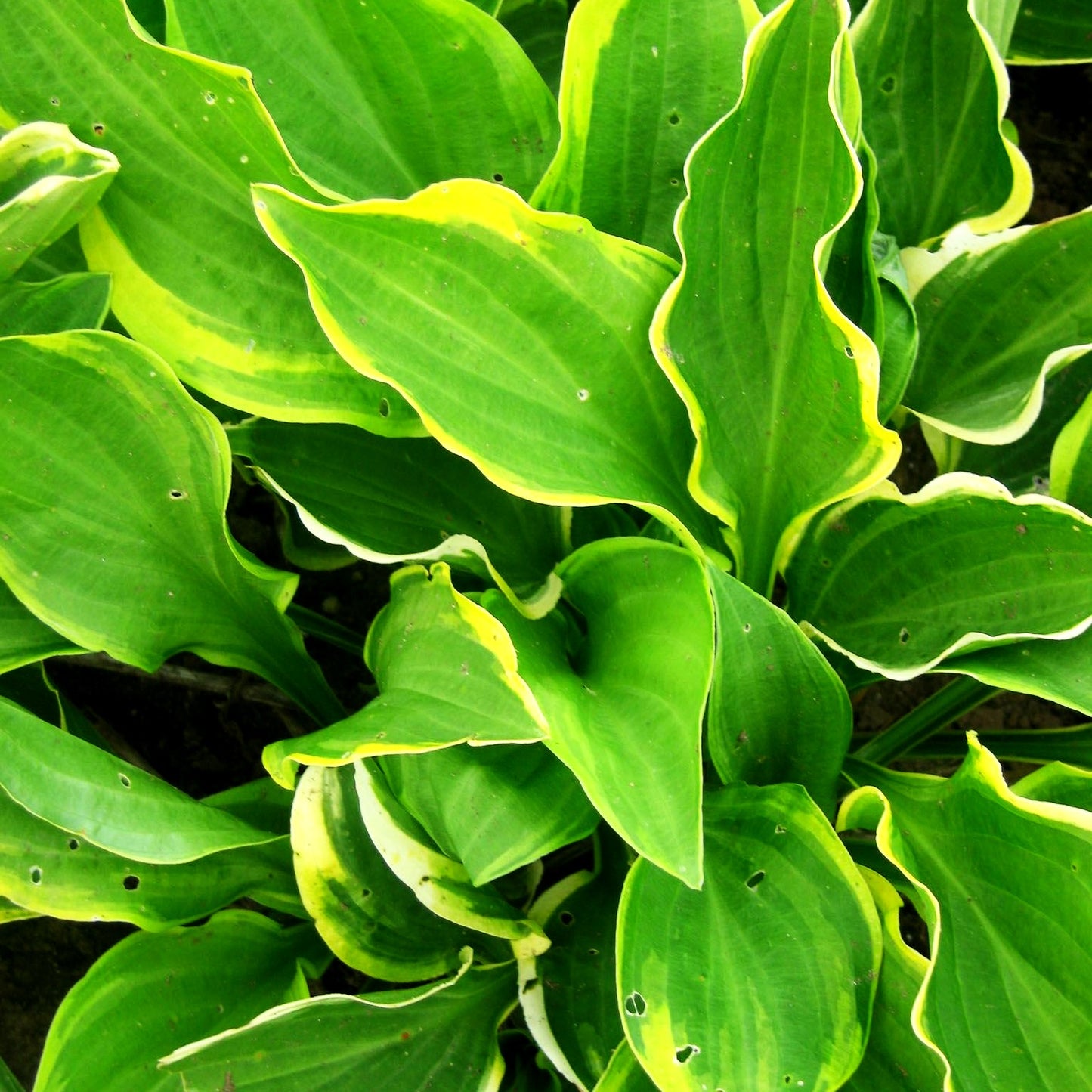 Kleine Gelbrand-Funkie 'Golden Tiara' (Hosta nakaiana)