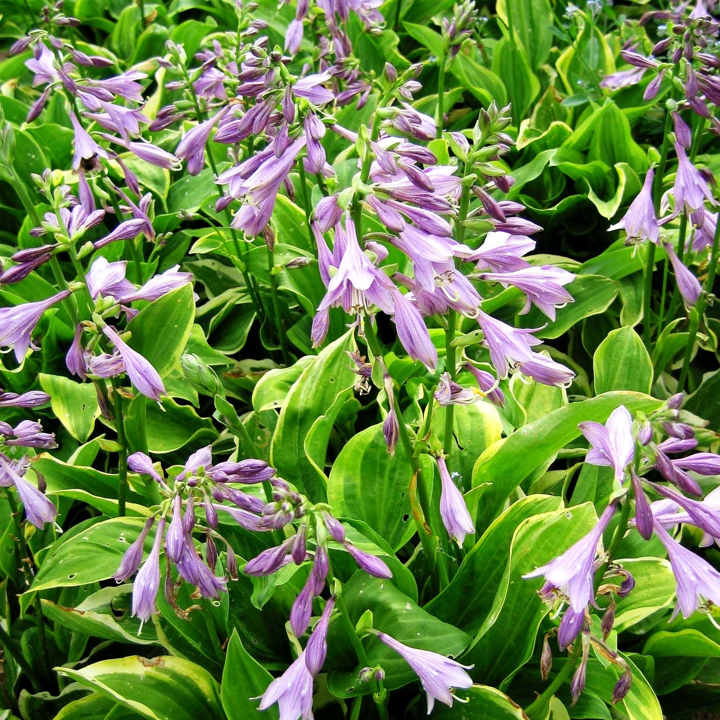 Kleine Gelbrand-Funkie 'Golden Tiara' (Hosta nakaiana)
